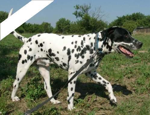 Dalton alias Boci dalmata kan kutyus