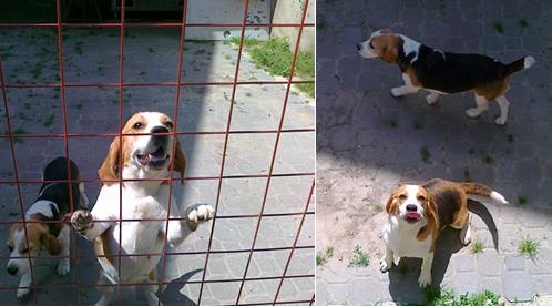Sziszi és Dorka két szuka, beagle testvérpár
