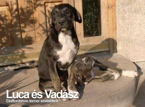 Luca és Vadász
