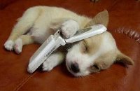 Angyali Szolgálat Alapítvány vicc gyűjtő pályázat felhívás telefonon alvó kutya képpel